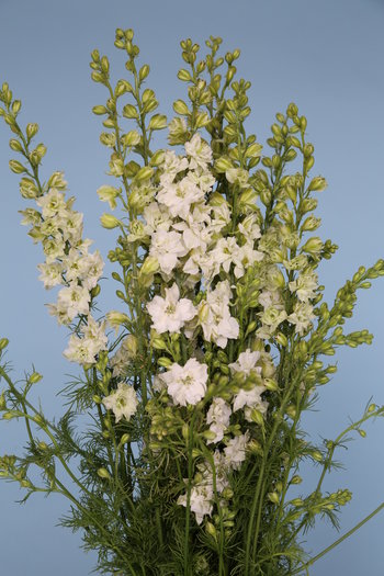 Larkspur White 